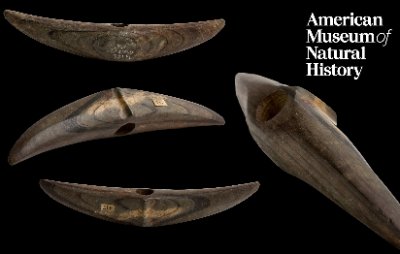 Archival collage detailing multiple angles of the original American Museum of Natural History specimen.