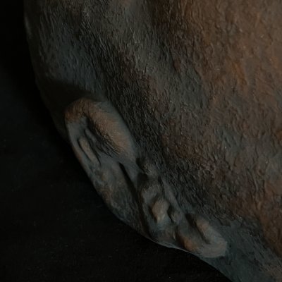 Close-up detail of the ear and adjacent temporal surface texturing.